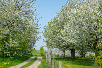 Cherry tree blossom, spring season in fruit orchards in Haspengouw agricultural region in Belgium, landscape