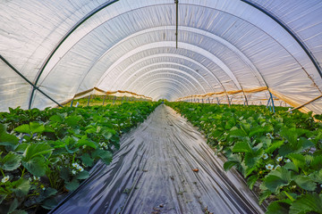 Blossom of strawberry plants growing in outdoor greenhouse covered with plastic film, bio farming