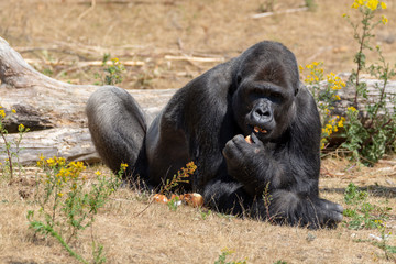 Big black hairy male gorilla monkey sit on grass and eat food with hands