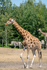 Giraffe animal in safari park close up