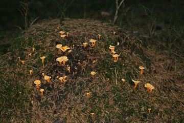 Wilde Pfefferlinge im Wald