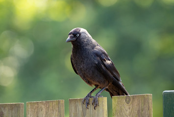Adult Western Jackdaw from crow family sitting on wooden fence close up