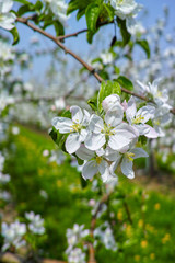 Apple tree blossom, spring season in fruit orchards in Haspengouw agricultural region in Belgium, landscape