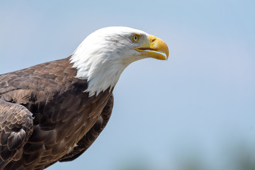 National animal of USA white-tailed big American bald eagle bird close up copy space