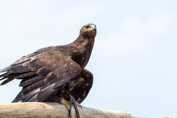 Golden eagle, Aquila chrysaetos, one of the best-known large birds of prey in the Northern Hemisphere