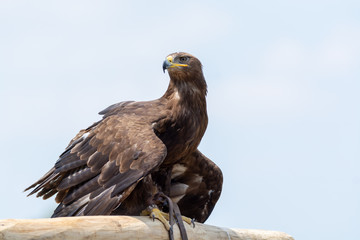 Golden eagle, Aquila chrysaetos, one of the best-known large birds of prey in the Northern Hemisphere