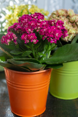 Medical plant kalanchoe, colorful blossoming flowers in small buckets close up