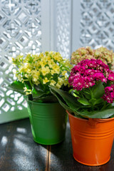Medical plant kalanchoe, colorful blossoming flowers in small buckets close up