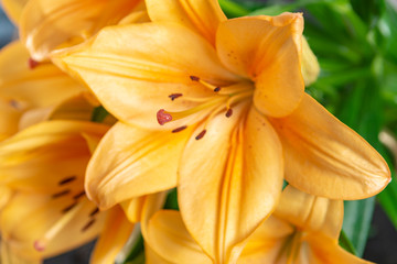 Obraz na płótnie Canvas Sensual bouquet of beautiful orange lilies flowers close up