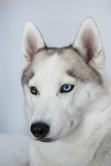 retrato de husky sobre fondo blanco con un ojo de cada color