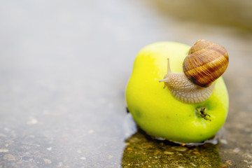 Snail crawling on green apple in shallow water on concrete
