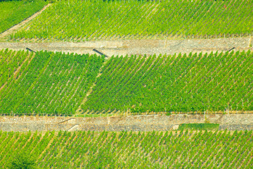 Tiered vineyards along the Rhine River in Germany