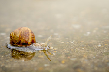 Snail crawling on concrete in shallow water. Snail in water