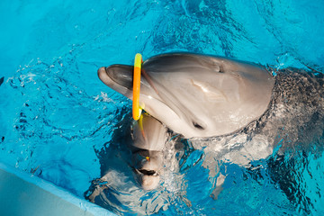 happy smiling bottlenose dolphins playing with colorful ring in blue water. Dolphin Assisted Therapy