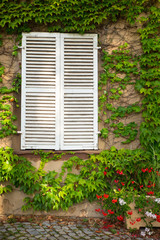 Cobblestones and White shutters in window on exterior building wall covered in ivy