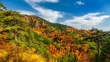Autumn in Frakto wood - Greece National park - Rhodope