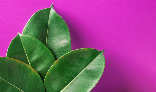 Fototapeta Beautiful big fleshy fresh green potted Ficus Elastica leaves on purple painted wall background. Room Plant Interior Decoration. Hipster Funky Style bold vivid colors. Vacation Fun Fashion. Copy Space