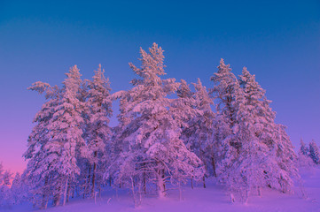  snow covered forest in a purple sunset