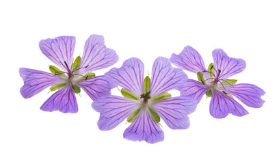 Fototapeta na wymiar geranium flowers isolated