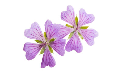 geranium flowers isolated