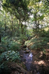Travel japan, Temple and trees, Natural green