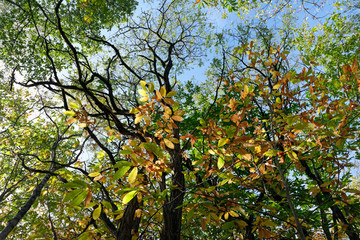 Autumn season and Grand Avaux forest in the French Gâtinais regional nature park