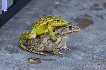 Frogs mating season