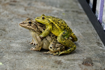 Frogs mating season