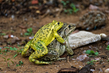 Frogs mating season