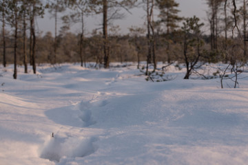 Beatiful sunrise in the winter, sunlight trought the trees, snowy, cold nature