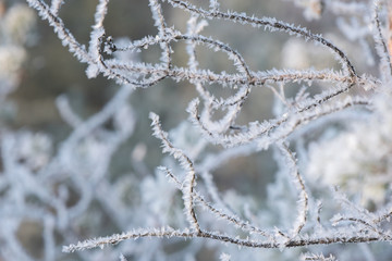 Winter landscape. Wonderland forest with winter forest trees covering with frost and snow. Snowy winter scene with winter park trees covered with frost. Winter snowy landscape. Winter trees in the win