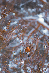 Bird bullfinch in nature on a bush in winter