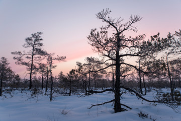 Fototapeta na wymiar Beatiful sunrise in the winter, sunlight trought the trees, snowy, cold nature