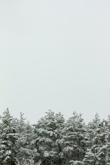 Beautiful pine forest in the snow