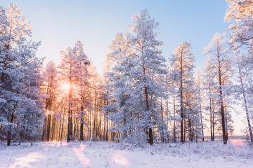 Winter forest landscape with pines and sun