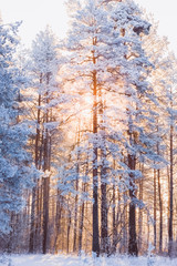 Beautiful forest winter landscape with pines