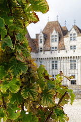 Fototapeta na wymiar Paysage vigne château