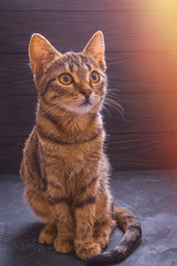 Beautiful brown kitten striped
