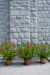 Three potted oleander plants at the Sveta Gora Monastry in Primorska, western Slovenia
