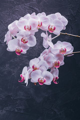Orchid in bloom on a dark background
