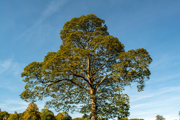 tree in autumn