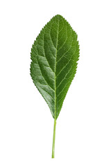 Plum leaf isolated