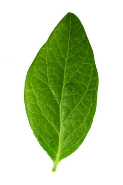 green blueberry leaf