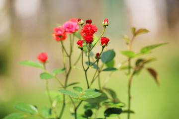 Tiny roses in a garden