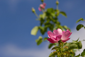 Obraz premium バラ