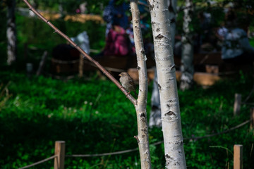 Little bird over a tree branch. Zaryadye Park. Moscow, Russia