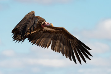 lappet-faced vulture in flight