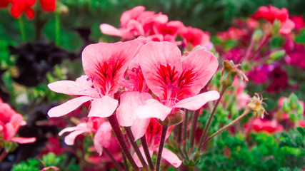 mothers day flower, geranium