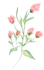 The pink flower water painting.