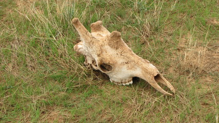 Schädel einer Giraffe